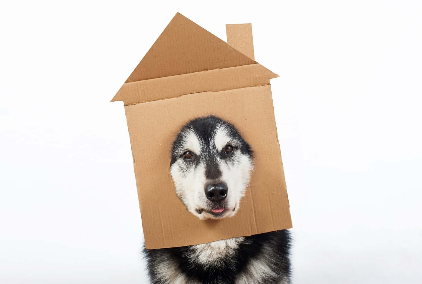 Dog with house mask